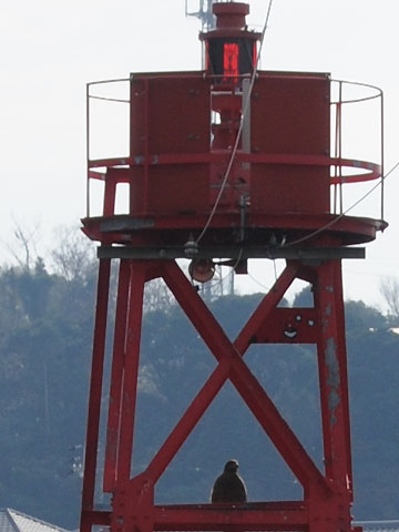 大井港第4防波堤南方照射灯