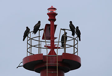 椎名港東防波堤灯台