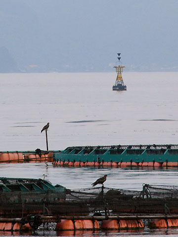 印度瀬南灯浮標