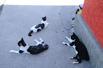 脇岬港北防波堤灯台